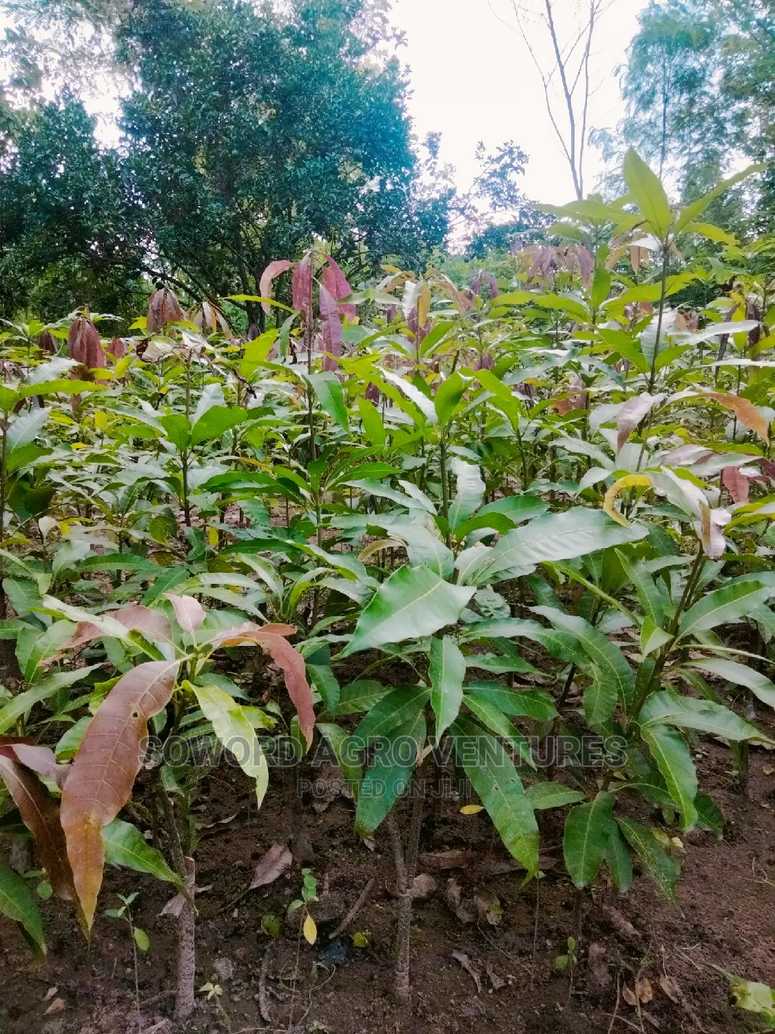Hybrid Grafted Dwarf Mango Seedlings