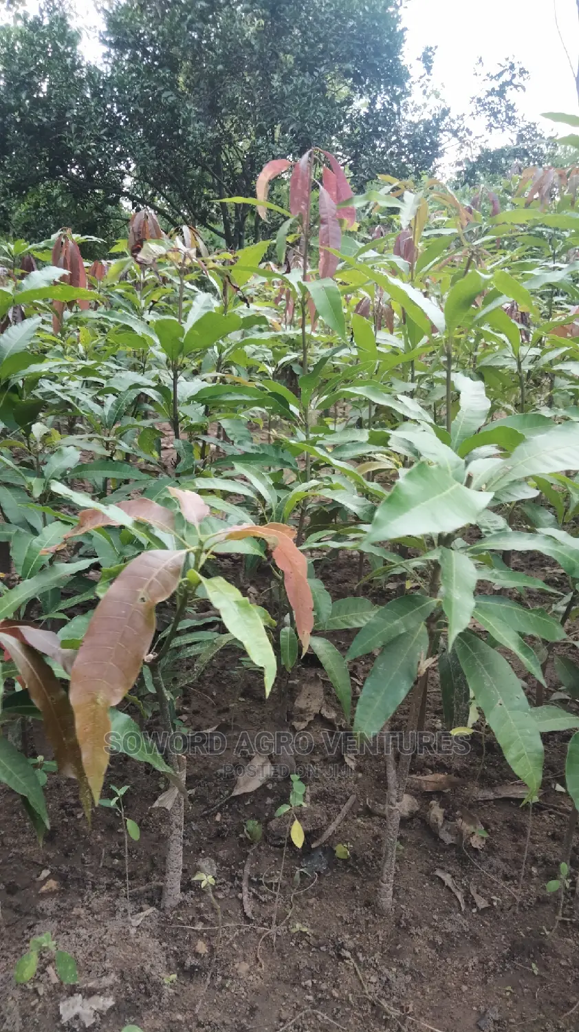 Hybrid Grafted Dwarf Mango Seedlings