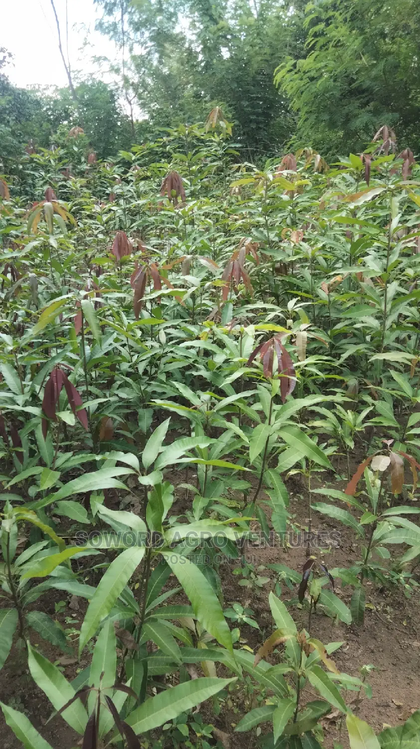 Hybrid Grafted Dwarf Mango Seedlings
