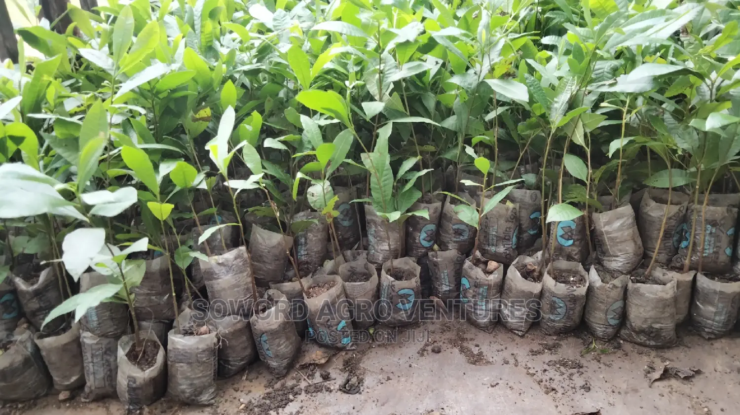 Hybrid Jumbo Cashew Seedlings