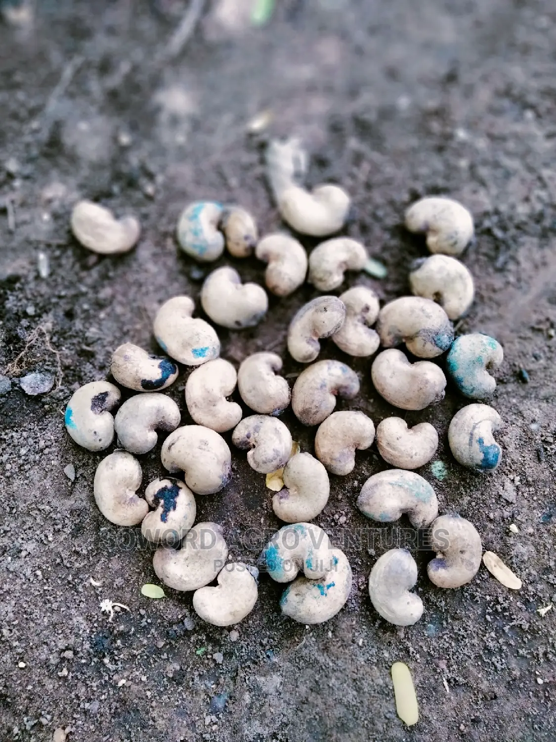 Hybrid Jumbo Cashew Seedlings