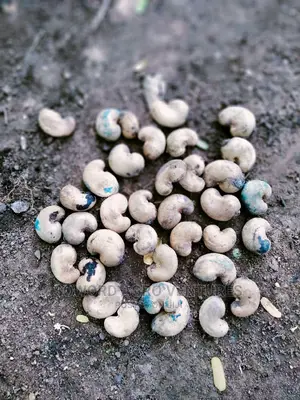 Hybrid Jumbo Cashew Seedlings
