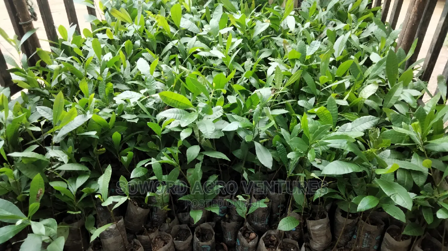 Hybrid Jumbo Cashew Seedlings