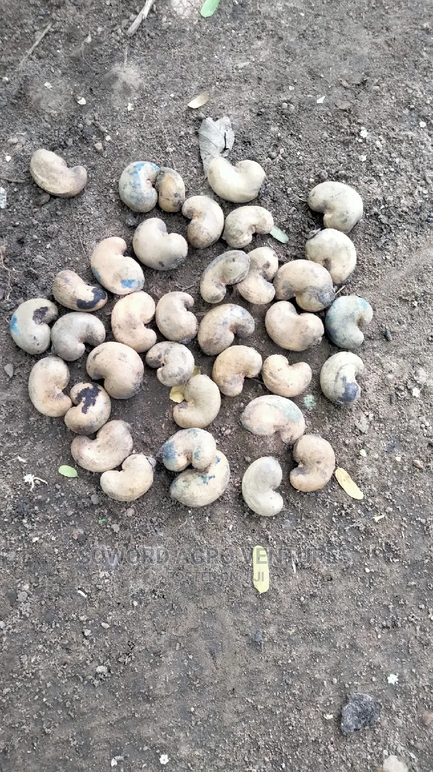 Hybrid Jumbo Cashew Seedlings