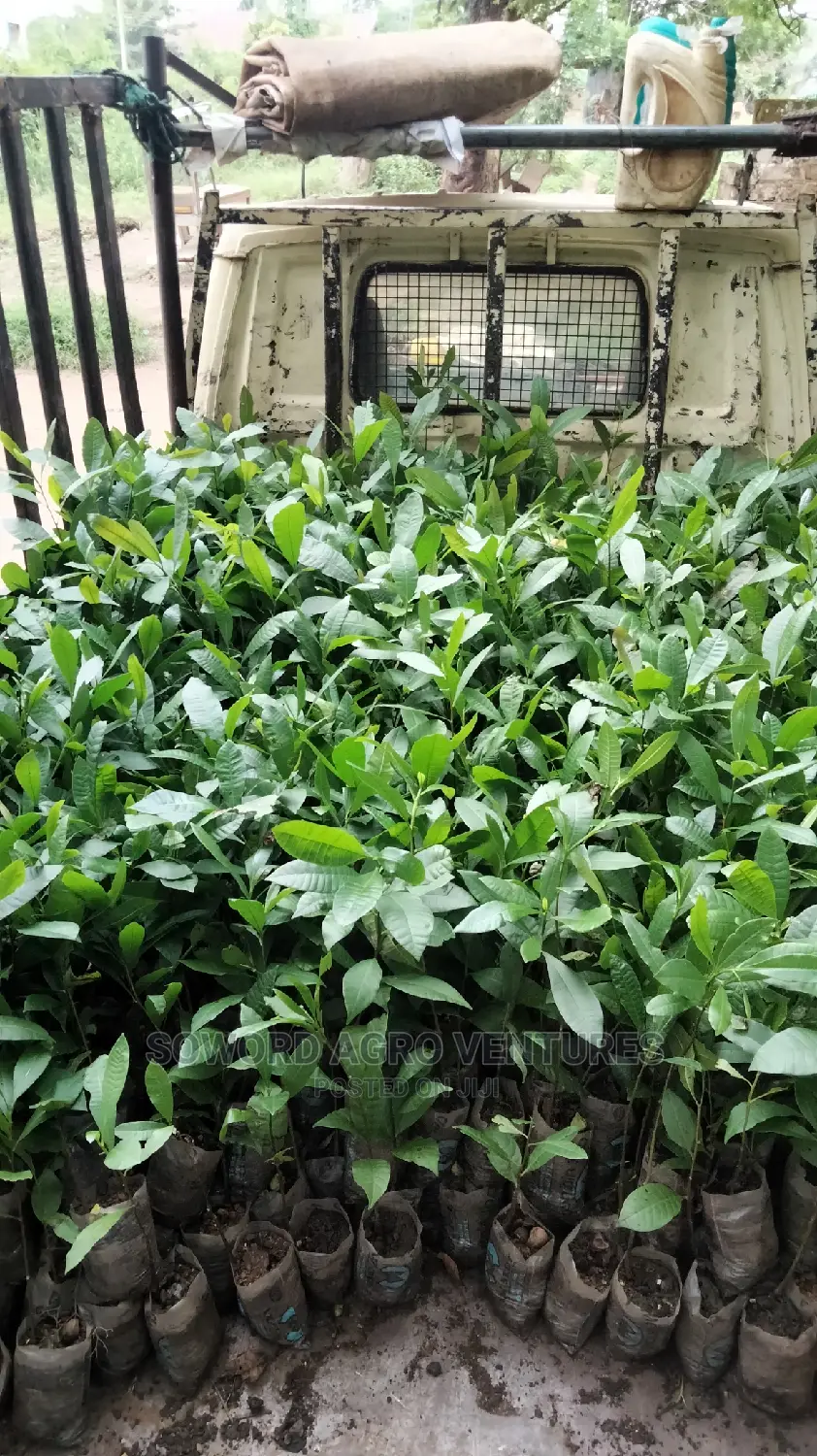 Hybrid Jumbo Cashew Seedlings