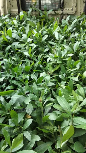 Hybrid Jumbo Cashew Seedlings