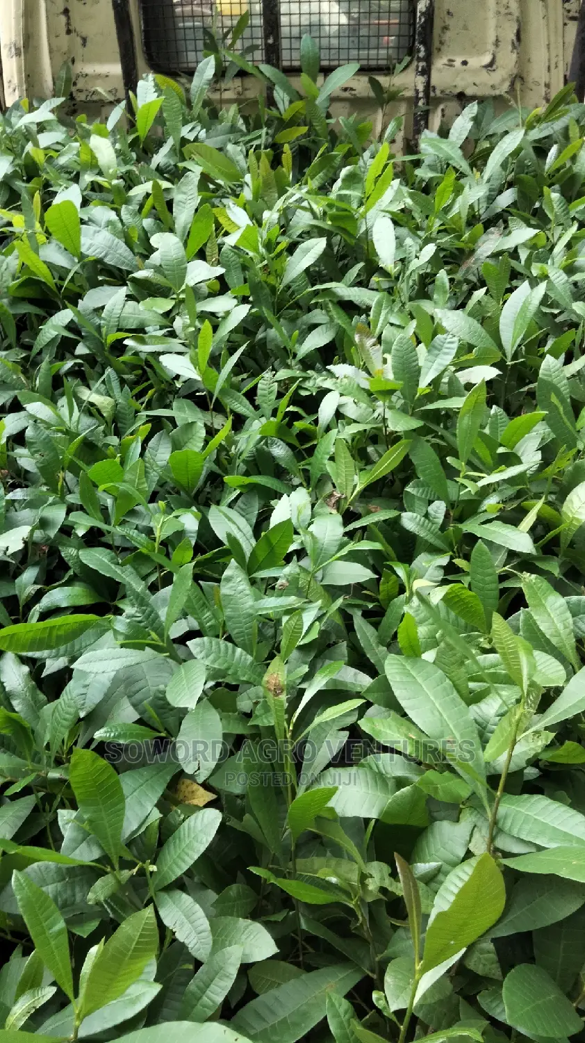 Hybrid Jumbo Cashew Seedlings