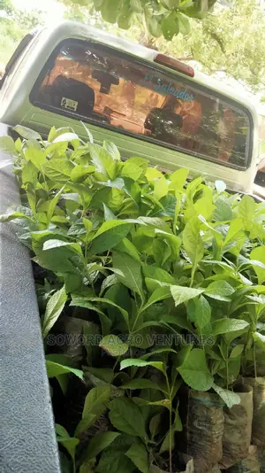 Teak Seedlings