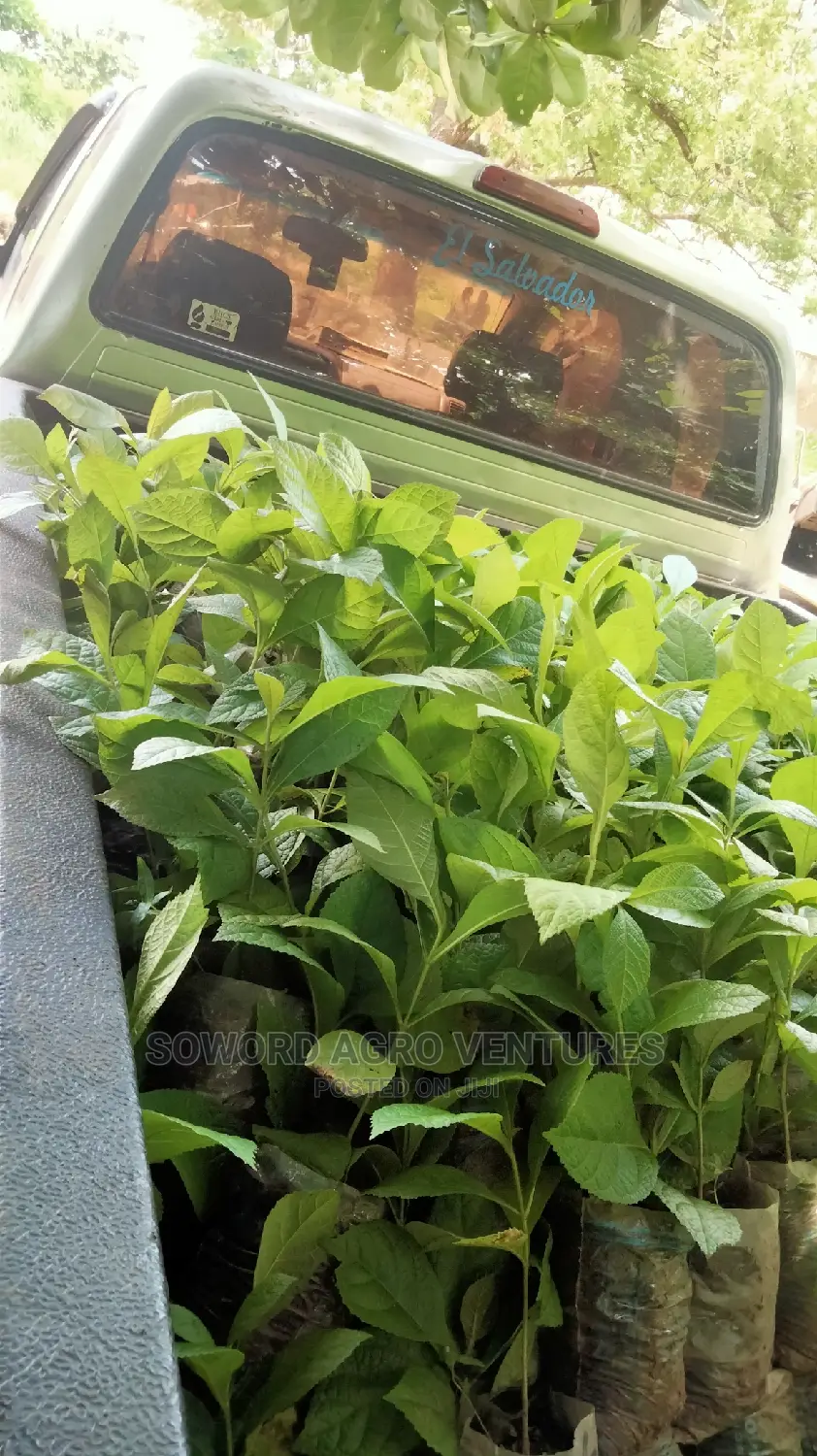 Teak Seedlings