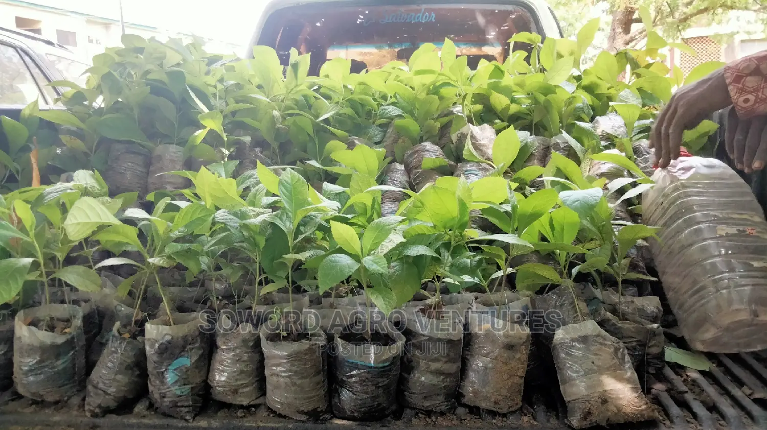 Teak Seedlings