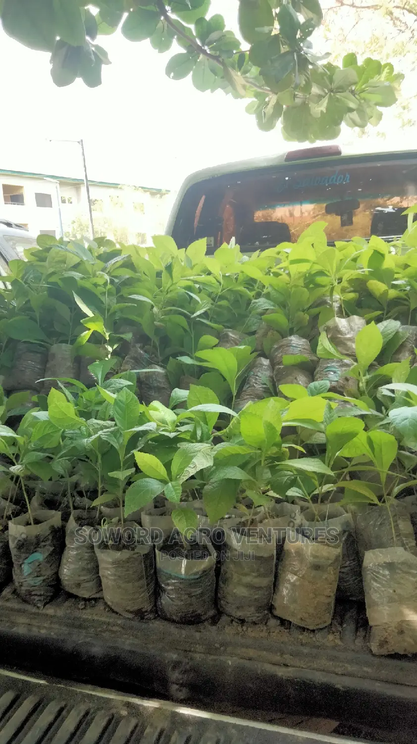 Teak Seedlings