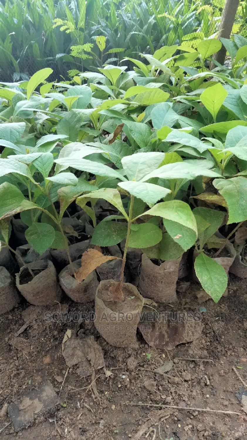 Teak Seedlings