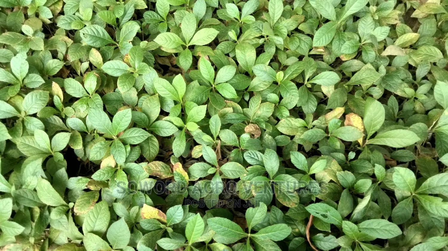 Teak Seedlings