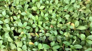 Teak Seedlings