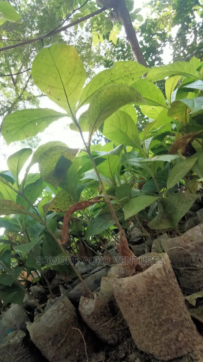 Teak Seedlings