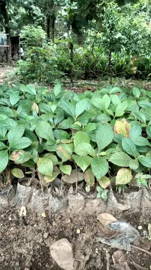 Teak Seedlings
