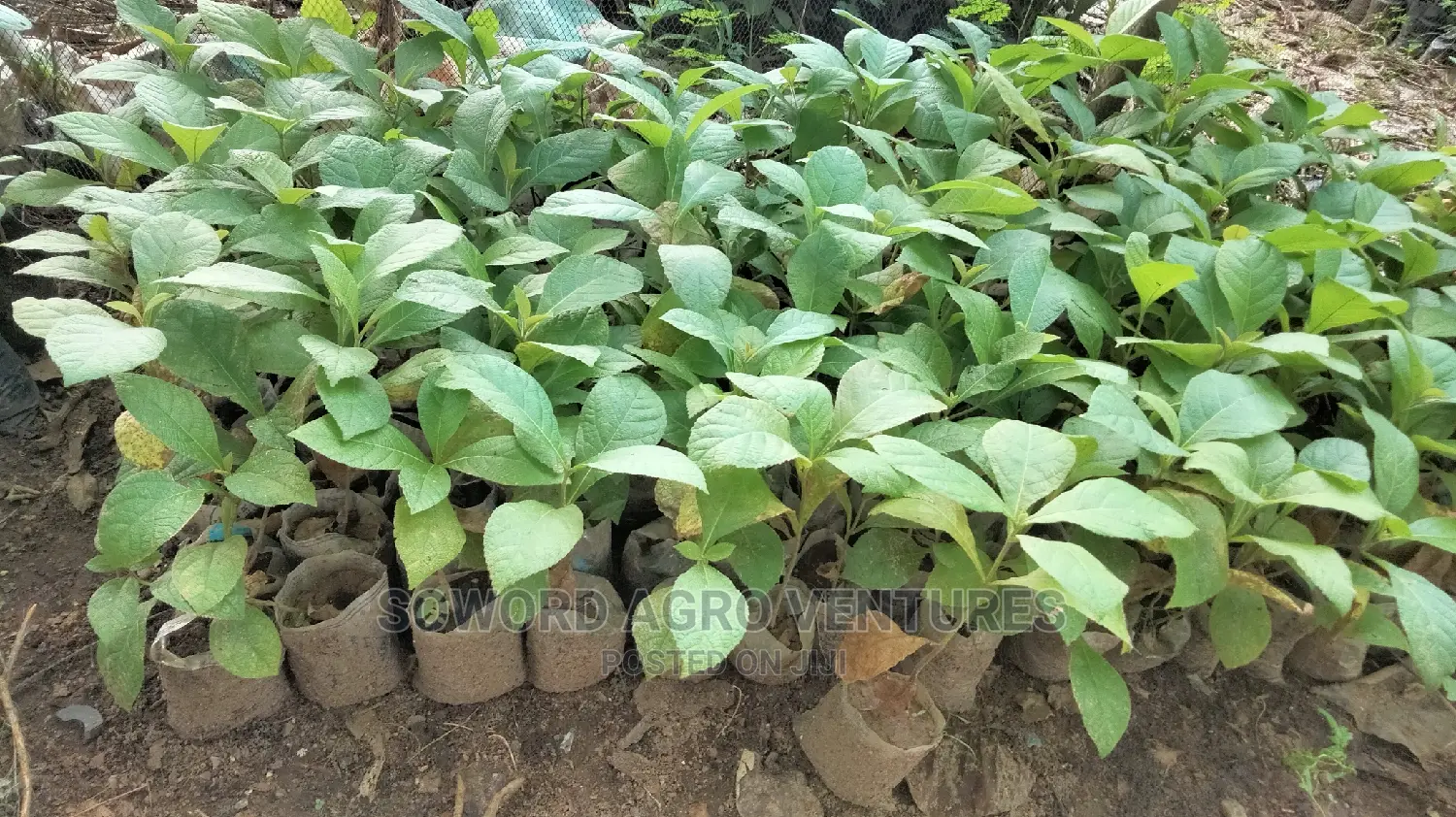 Teak Seedlings