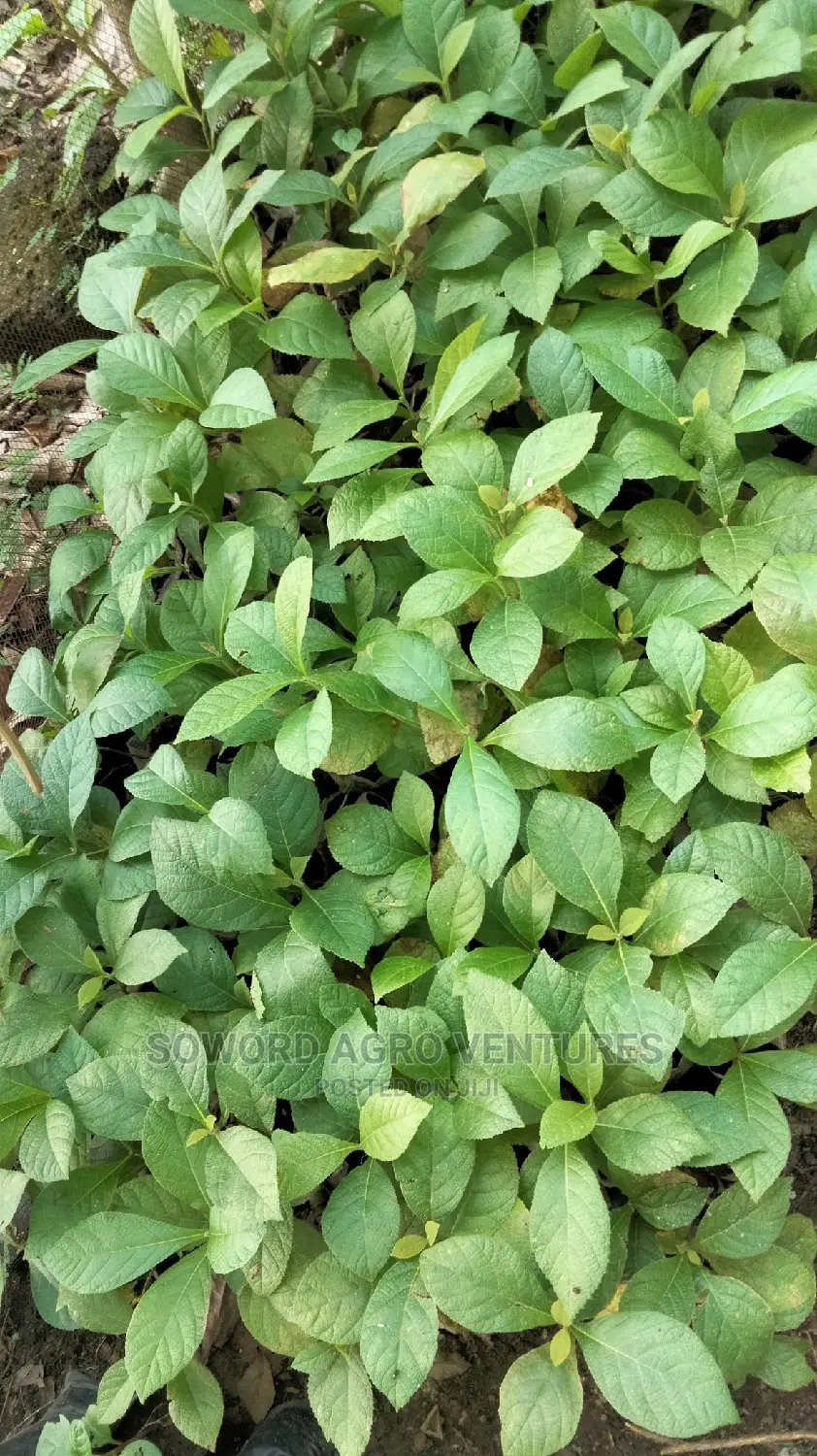 Teak Seedlings