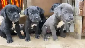 1-3 months Female Purebred Cane Corso