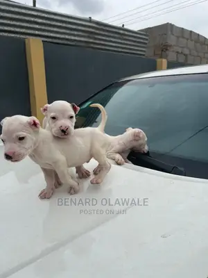 1-3 months Female Purebred American Pit Bull Terrier