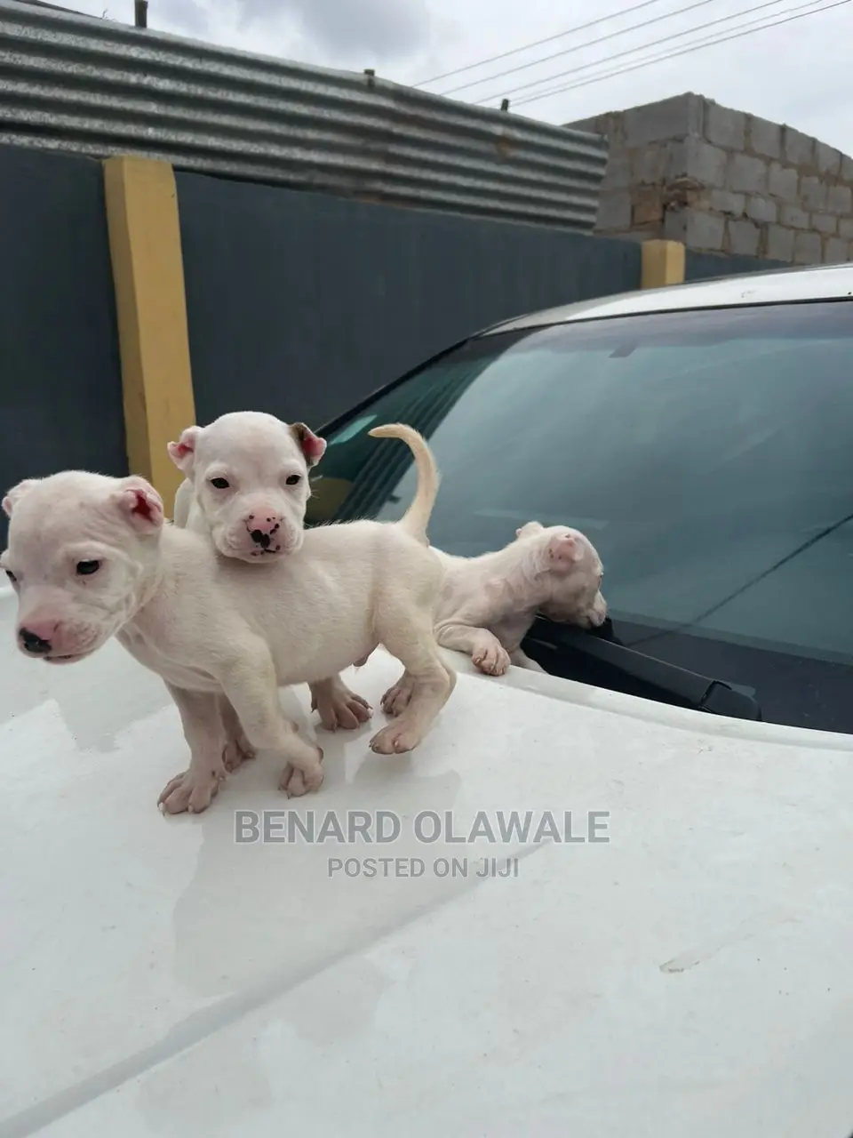 1-3 months Female Purebred American Pit Bull Terrier