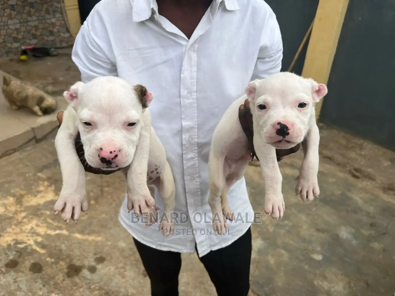 1-3 Months Female Purebred American Pit Bull Terrier