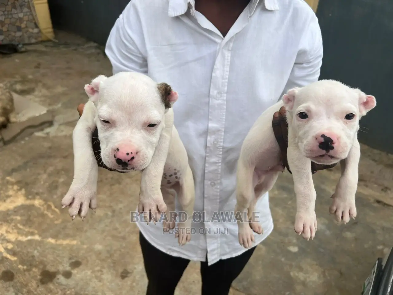 1-3 months Female Purebred American Pit Bull Terrier