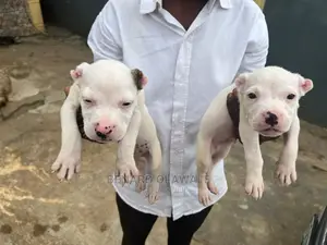 1-3 months Female Purebred American Pit Bull Terrier