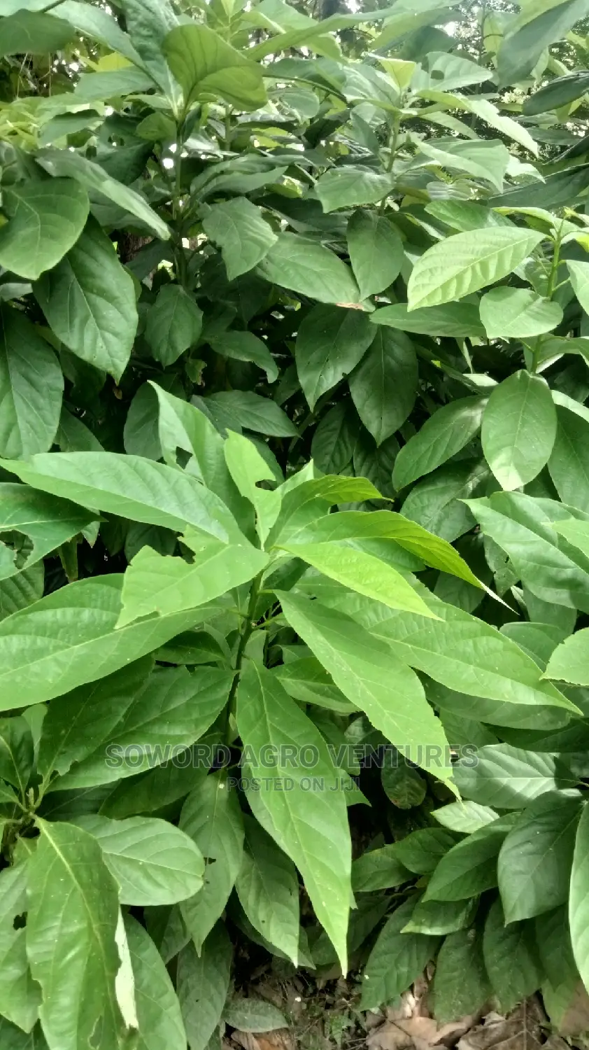 Avocado Pear Seedlings