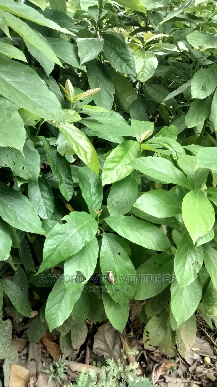 Avocado Pear Seedlings