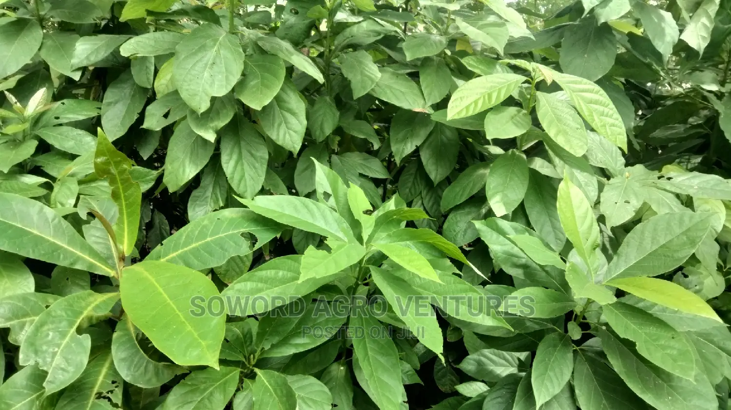 Avocado Pear Seedlings