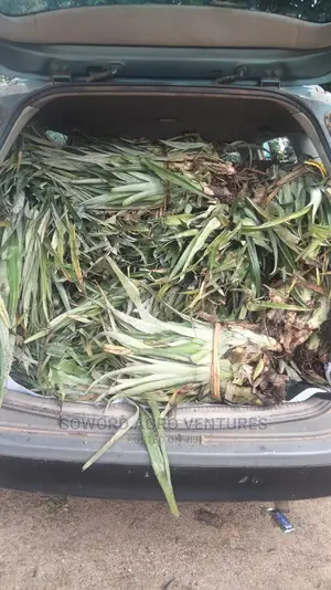 High Yielding Pineapple Suckers