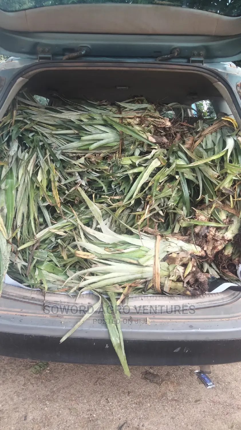 High Yielding Pineapple Suckers
