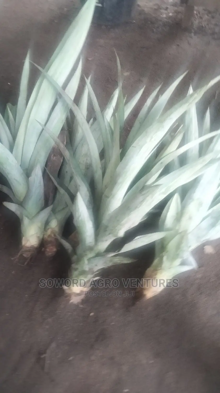 High Yielding Pineapple Suckers