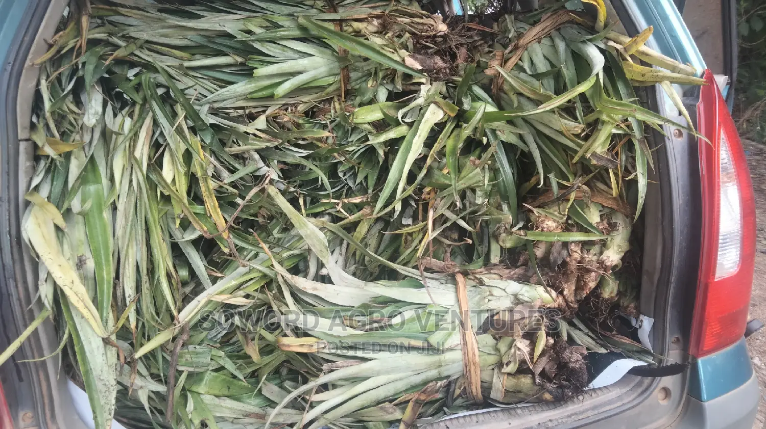 High Yielding Pineapple Suckers