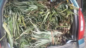 High Yielding Pineapple Suckers