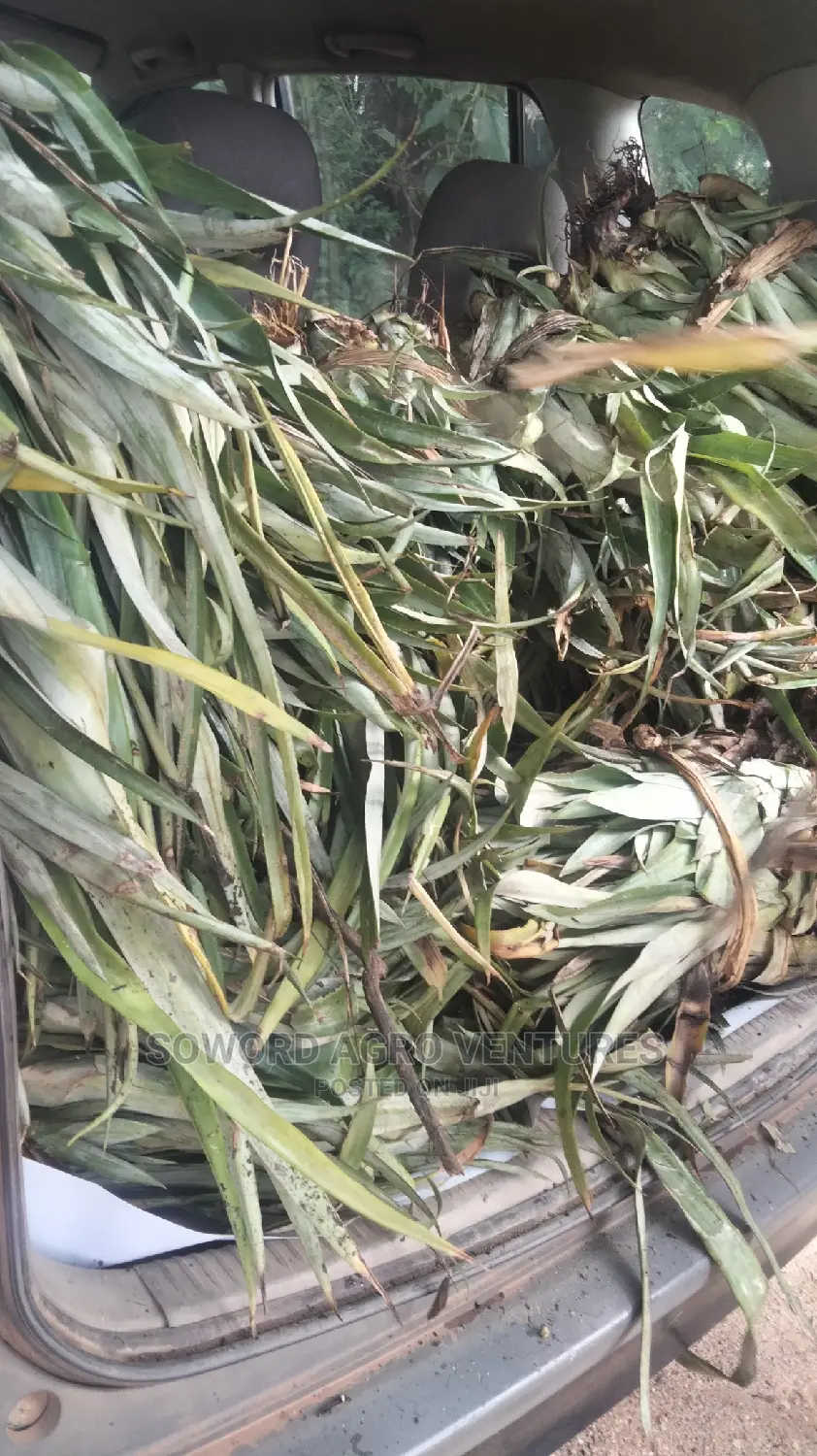 High Yielding Pineapple Suckers
