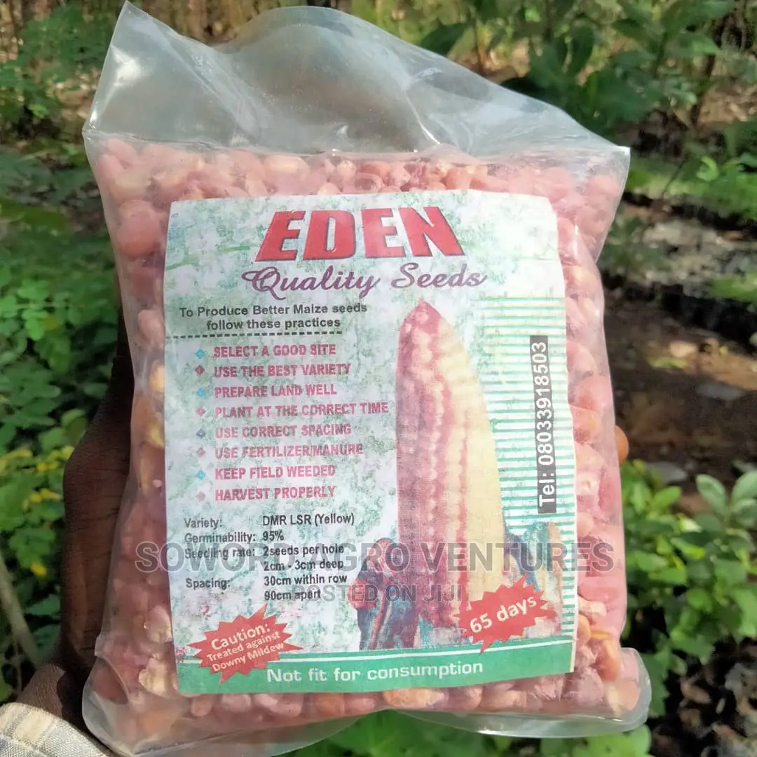 Maize Seed
