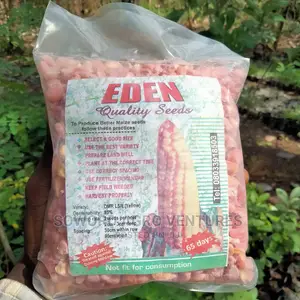 Maize Seed