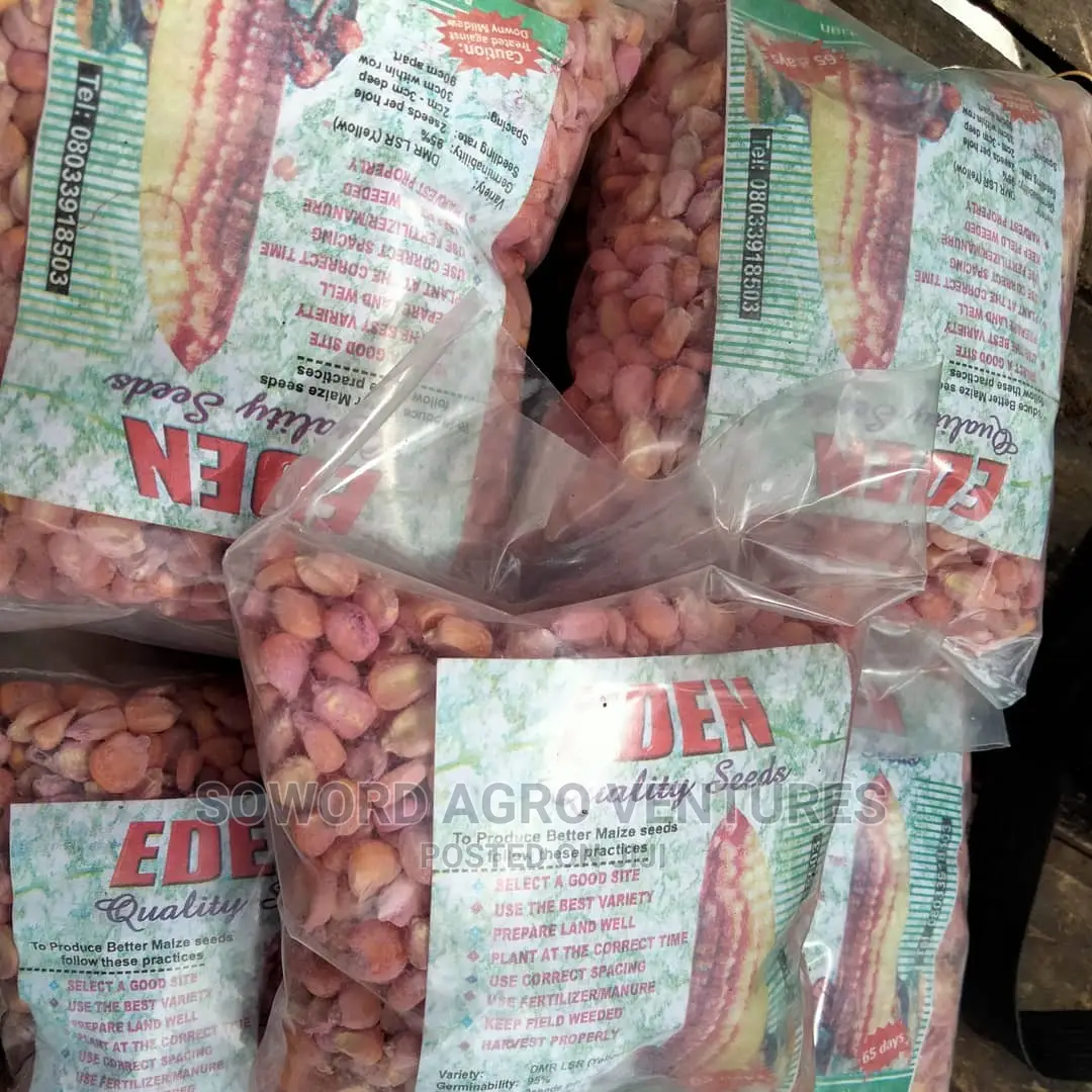 Maize Seed