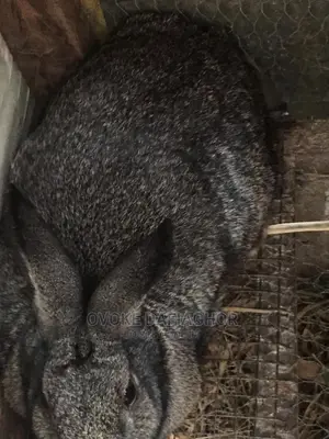 Heavy Pregnant Chinchilla