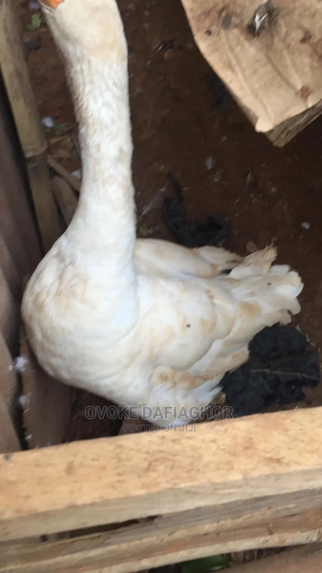 Pilgrim Goose: For Consumption