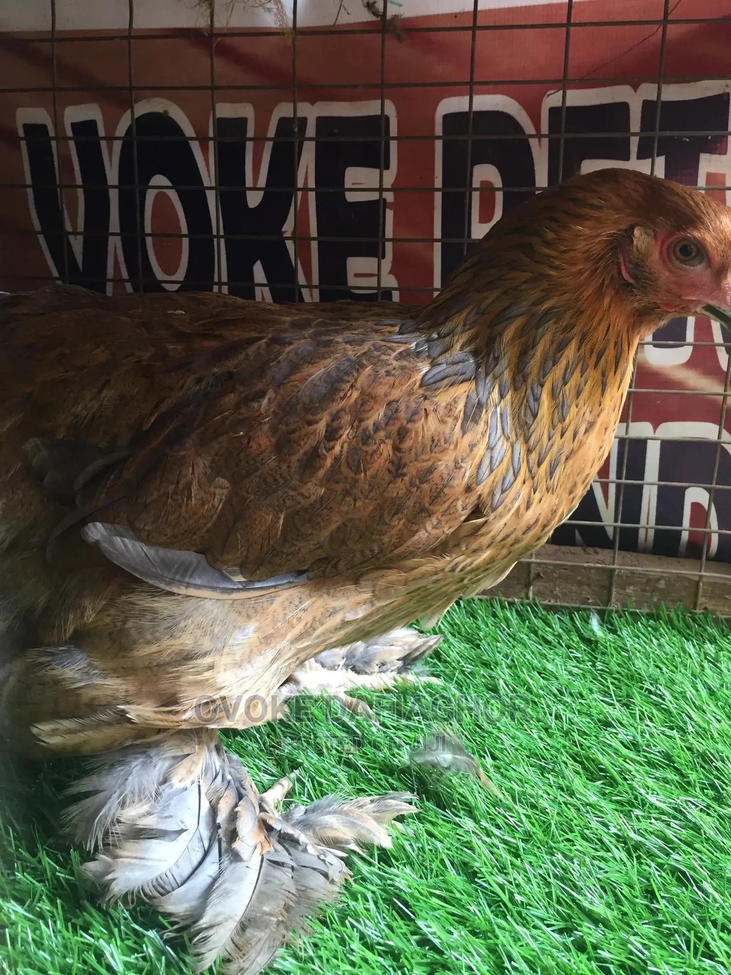 The Brahma Chicken