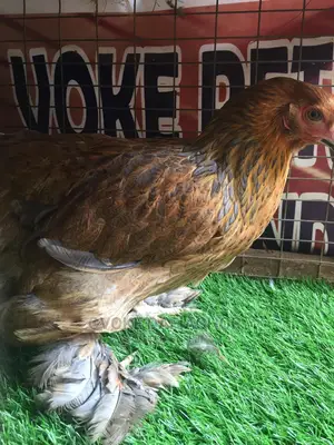 The Brahma Chicken