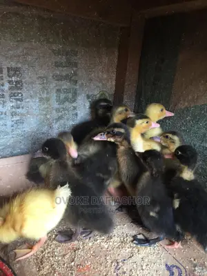 Day Old Ducks Different Breed