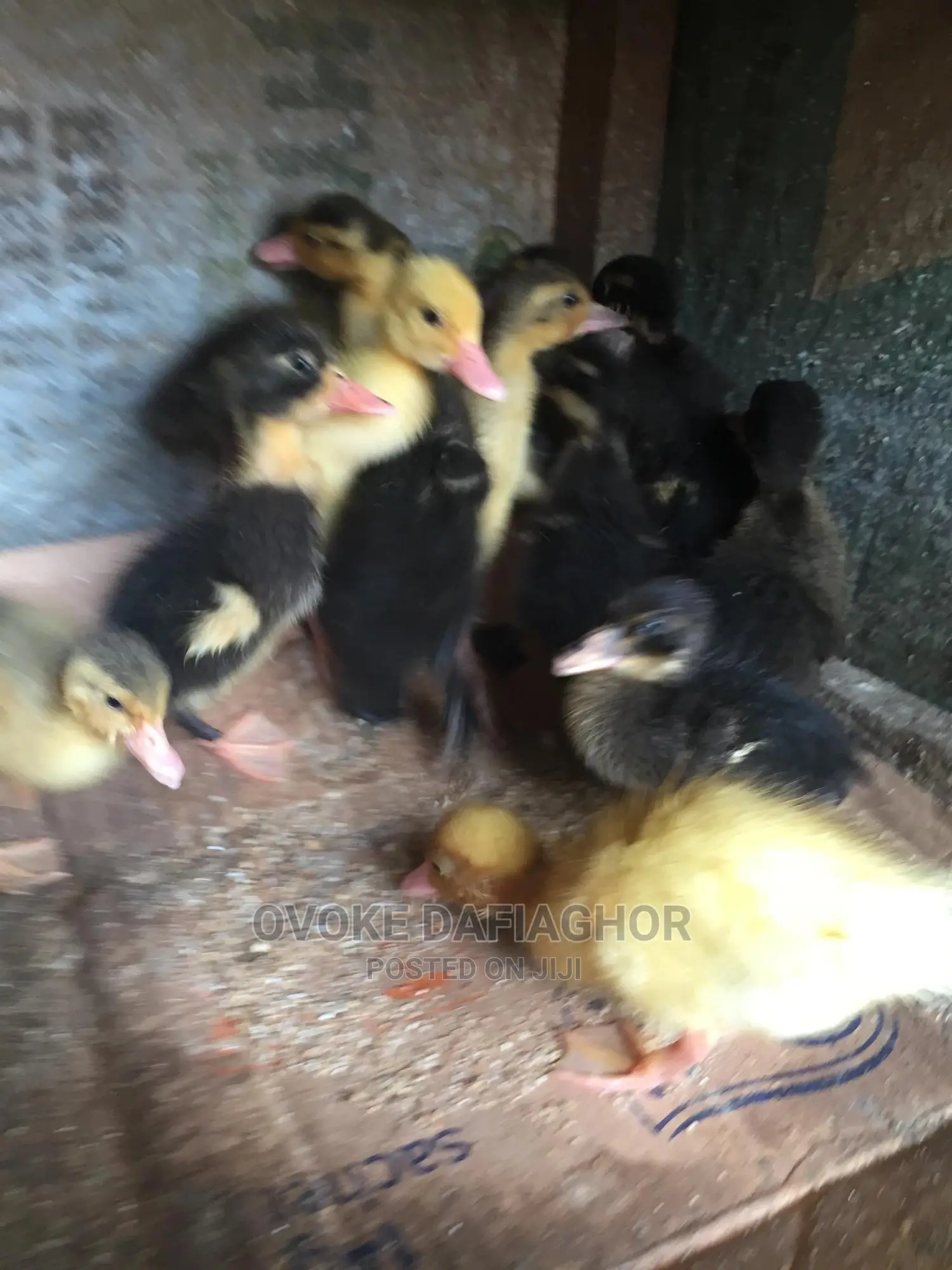 Day Old Ducks Different Breed