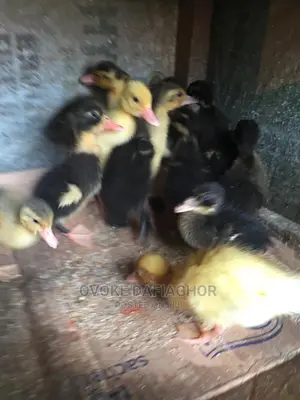Day Old Ducks Different Breed