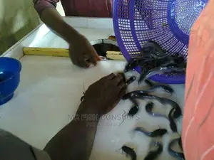 Juvenile Catfish of 7cm