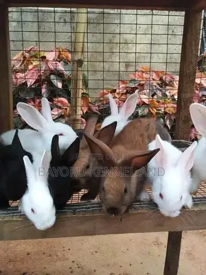 Sweet Bunnies Available