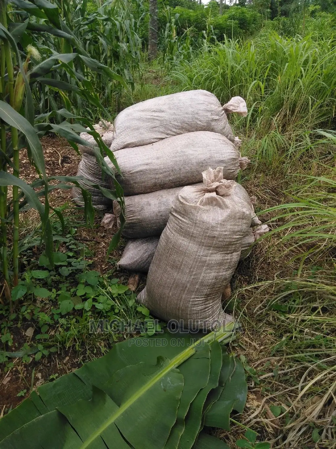 Rich Poultry Manure
